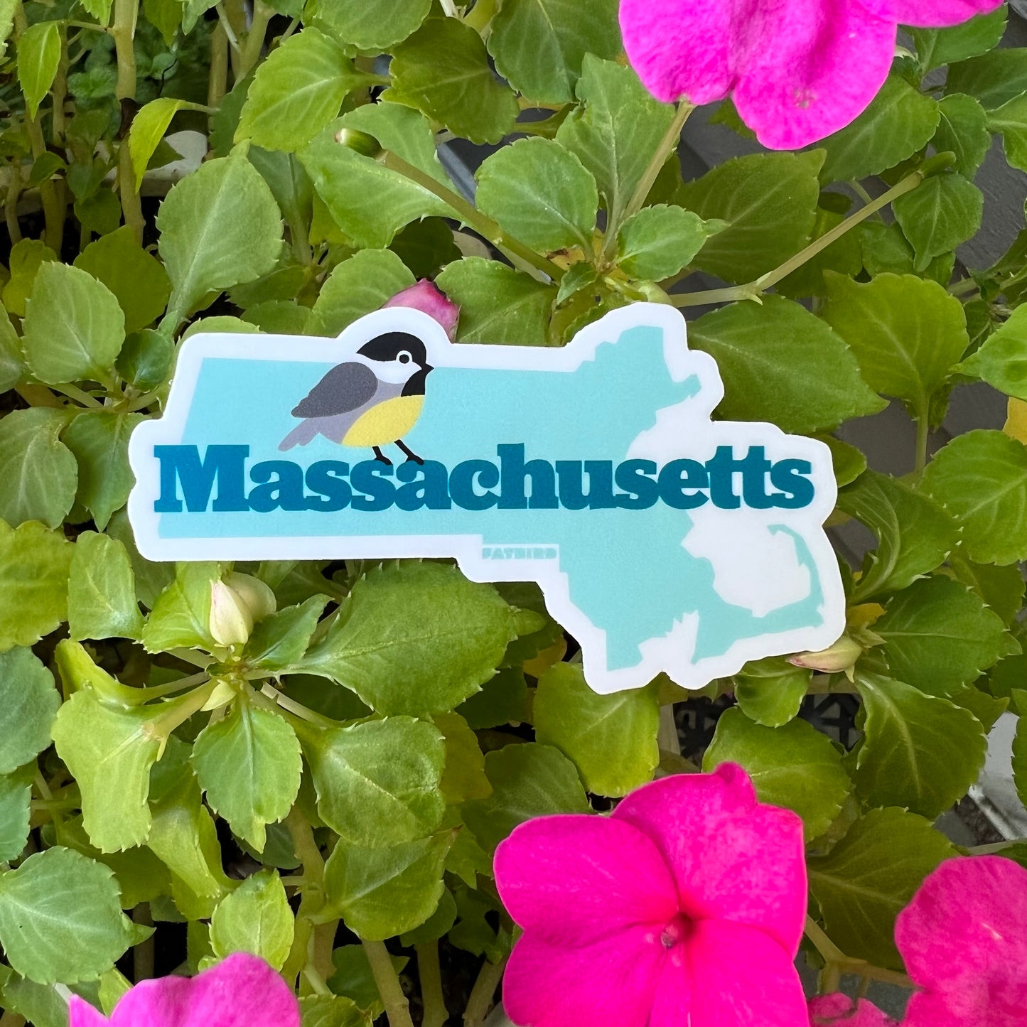 Massachusetts Chickadee State Bird vinyl sticker